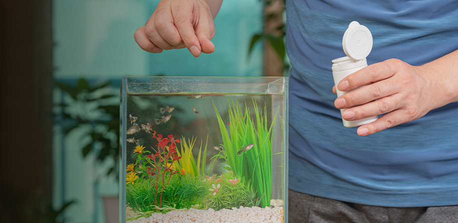 ¿Cuál es la mejor comida para peces de acuario?