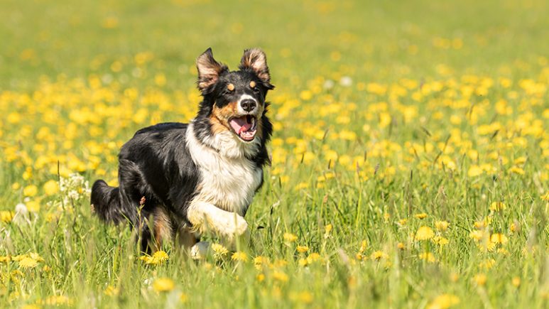 La renovación de la primavera: cuidados esenciales para nuestras mascotas
