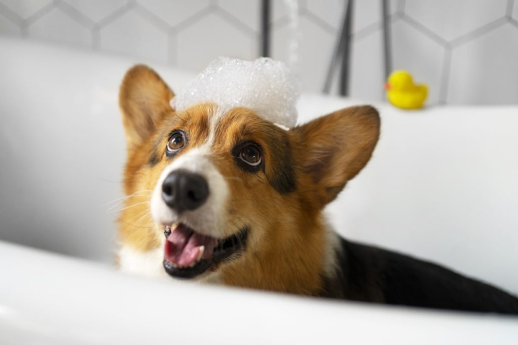 tipos de champús perro