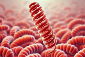 leptospirosis en humanos