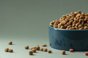 alimentación perras embarazadas lactantes
