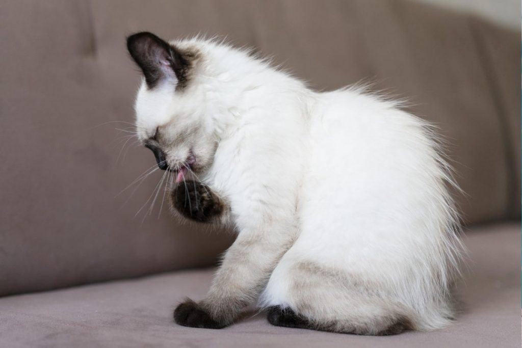 bolas de pelo en gatos