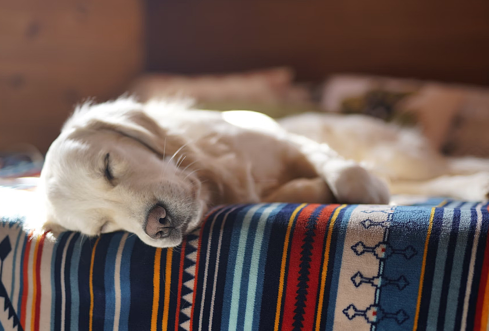 causas fiebre en perros