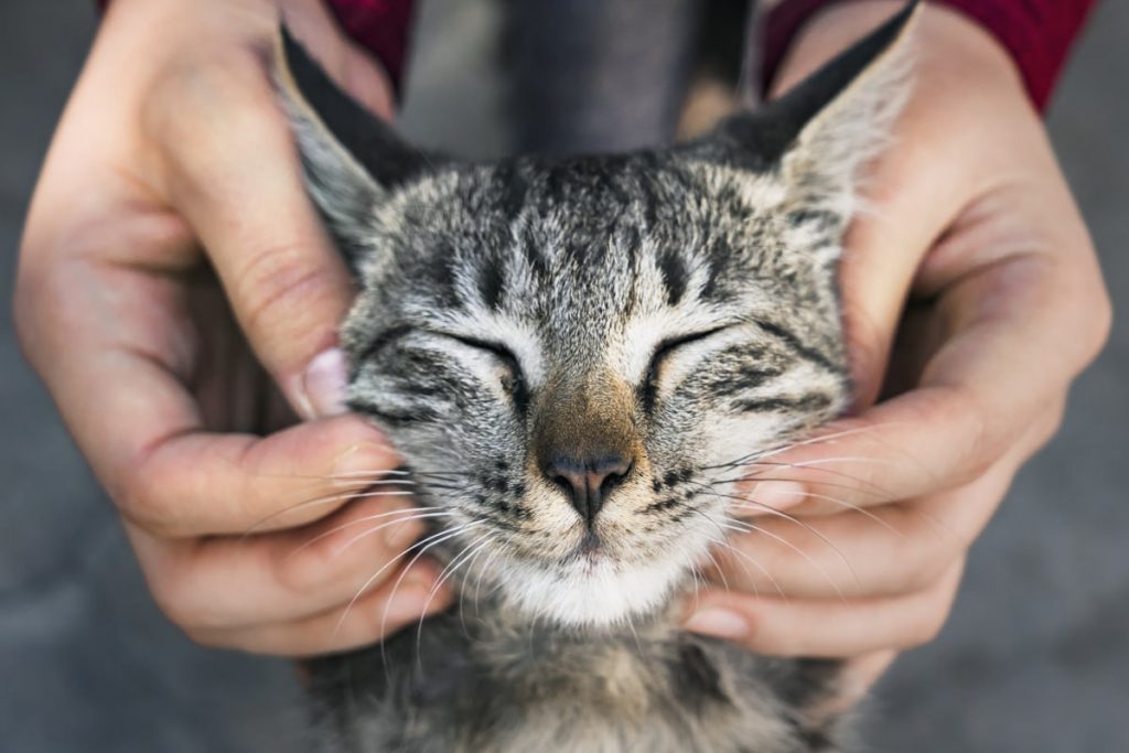 combatir alergia gatos