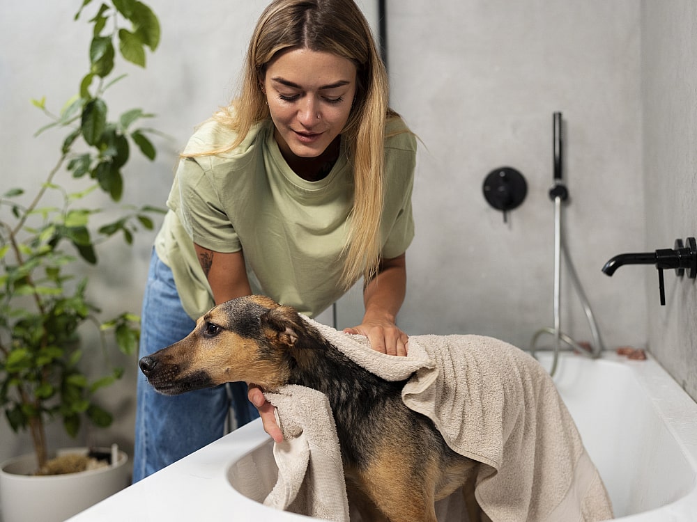 elegir champú perros