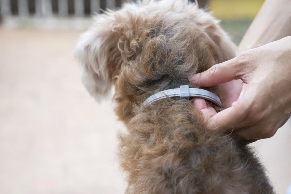collares vs pipetas de perros